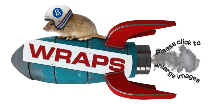 Vehicle Wrap Design